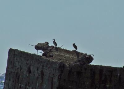 Прикрепленное изображение: DSCF7804.jpg